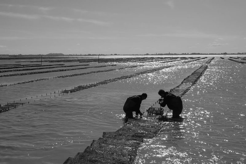 huitres pleine mer