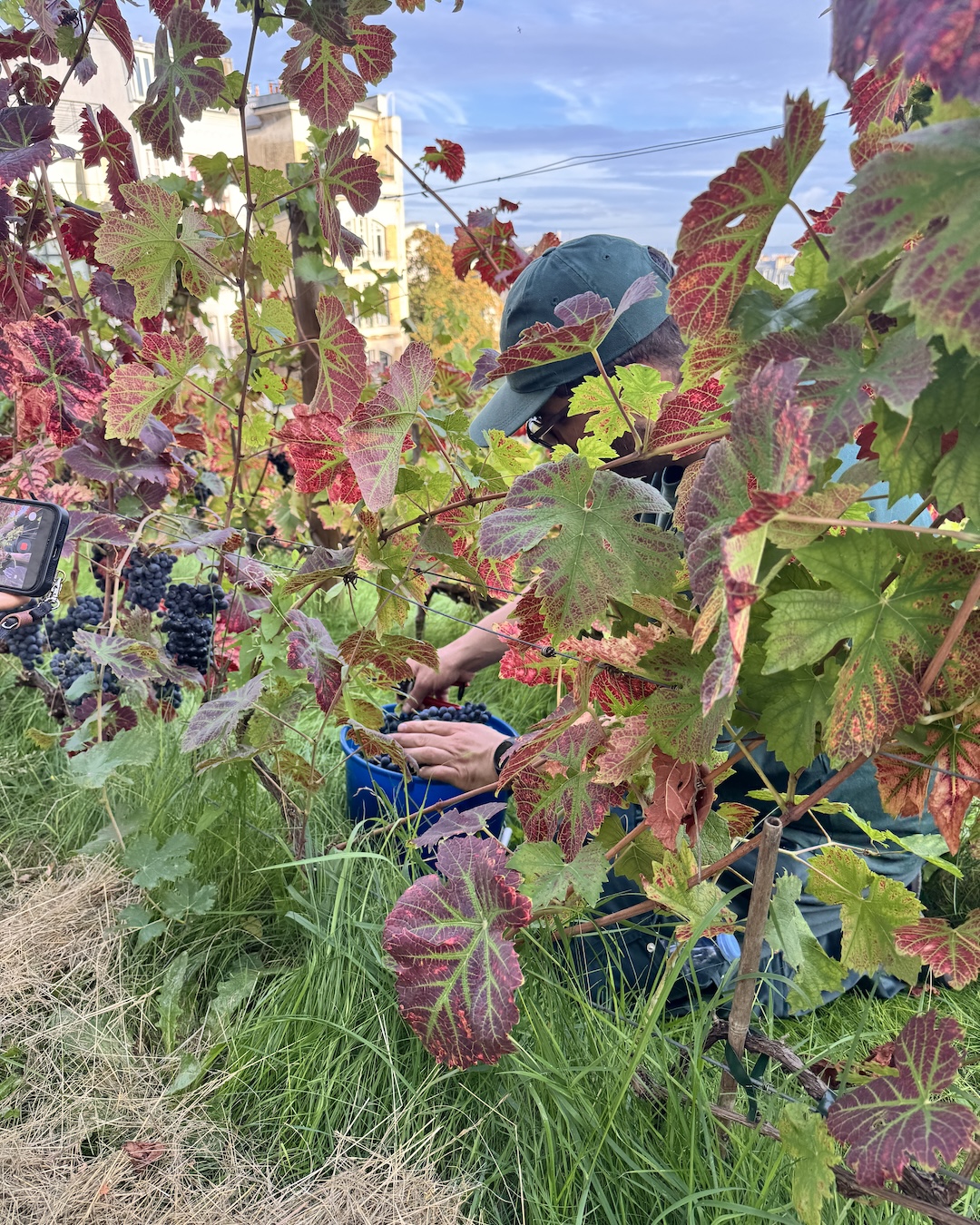 Vendanges Montmartre 2026